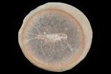Fossil Shrimp (Peachocaris) - Illinois #120955-1